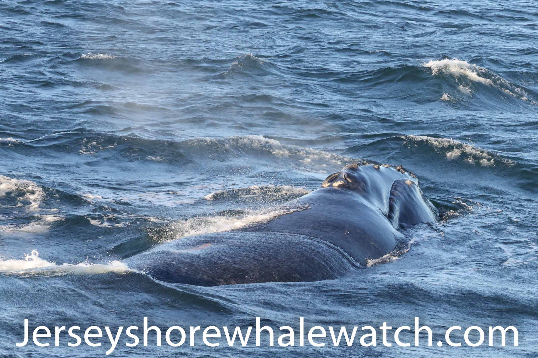 , Rare North American Right Whale photographed Jersey Shore coastline, Bill McKim’s Jersey Shore Whale Watch Tour 2024 Season