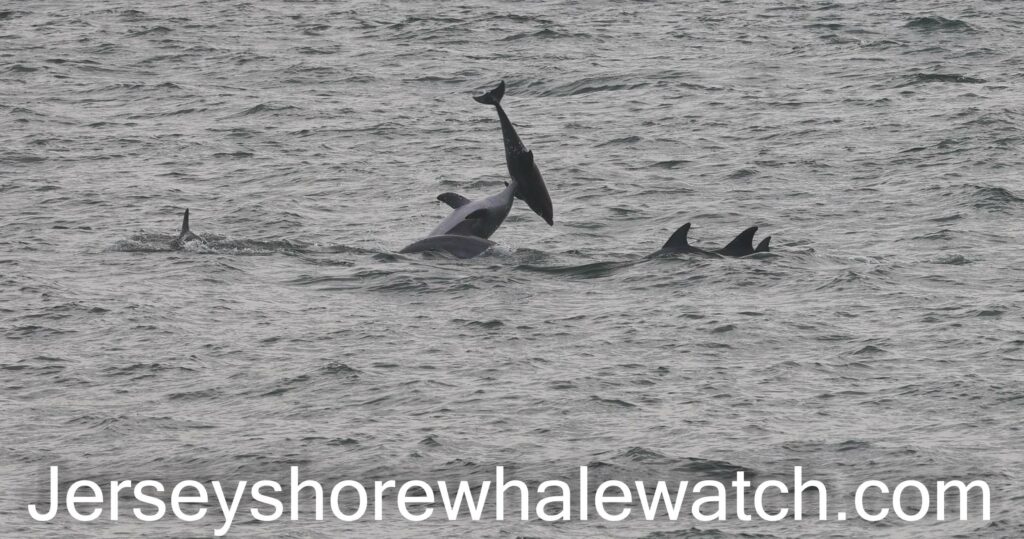 Bottlenose dolphins at play Belmar New Jersey 2021 March 9
