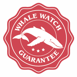 We guarantee you will see a whale