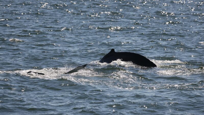 june-16-whale-watching-trip-report-monmouth-county-nj-bill-mckim-s