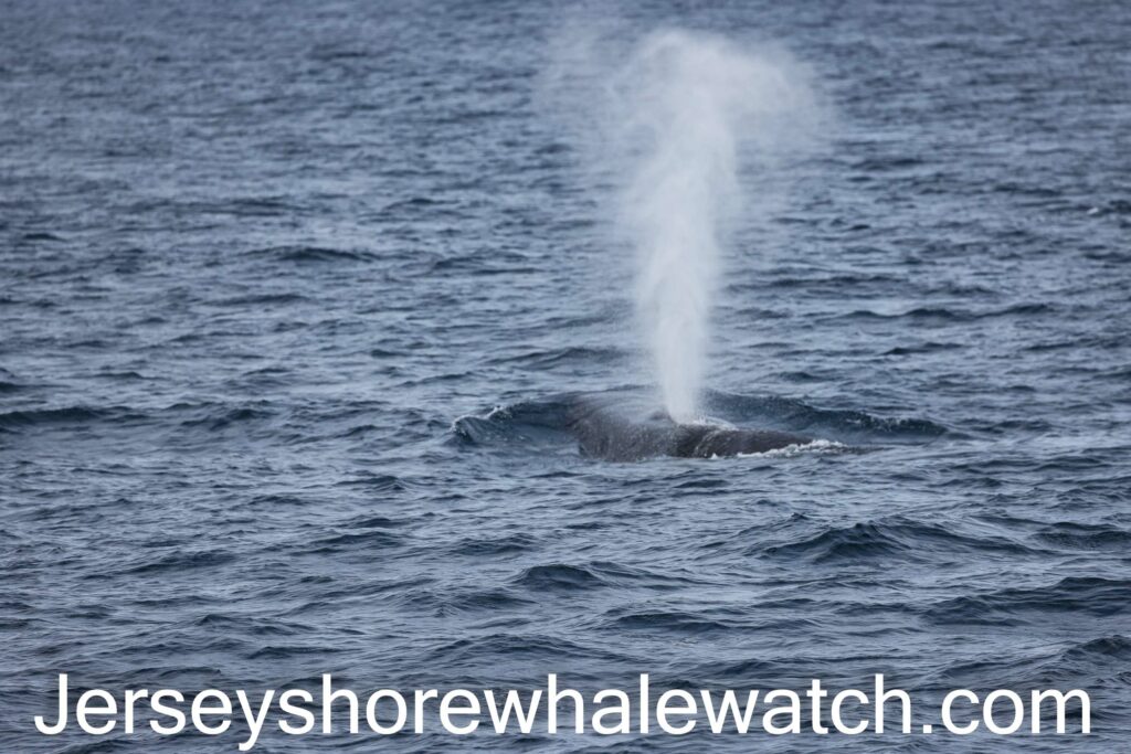 Dolphins off shore quick 4 hour trip March 2022 - Bill McKim's Jersey Shore  Whale Watch Tour 2023 Season