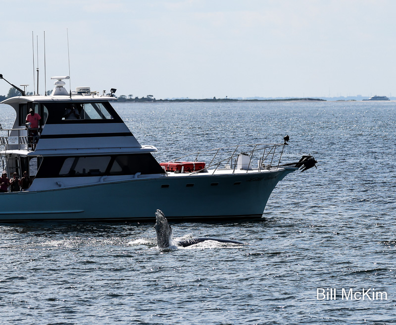 Whale Watching Point Pleasant Beach Tickets Bill McKim’s Jersey Shore Whale Watch Tour