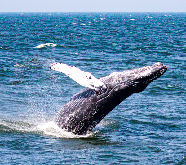 Whale Watching Tours Point Pleasant NJ Bill McKim’s Jersey Shore