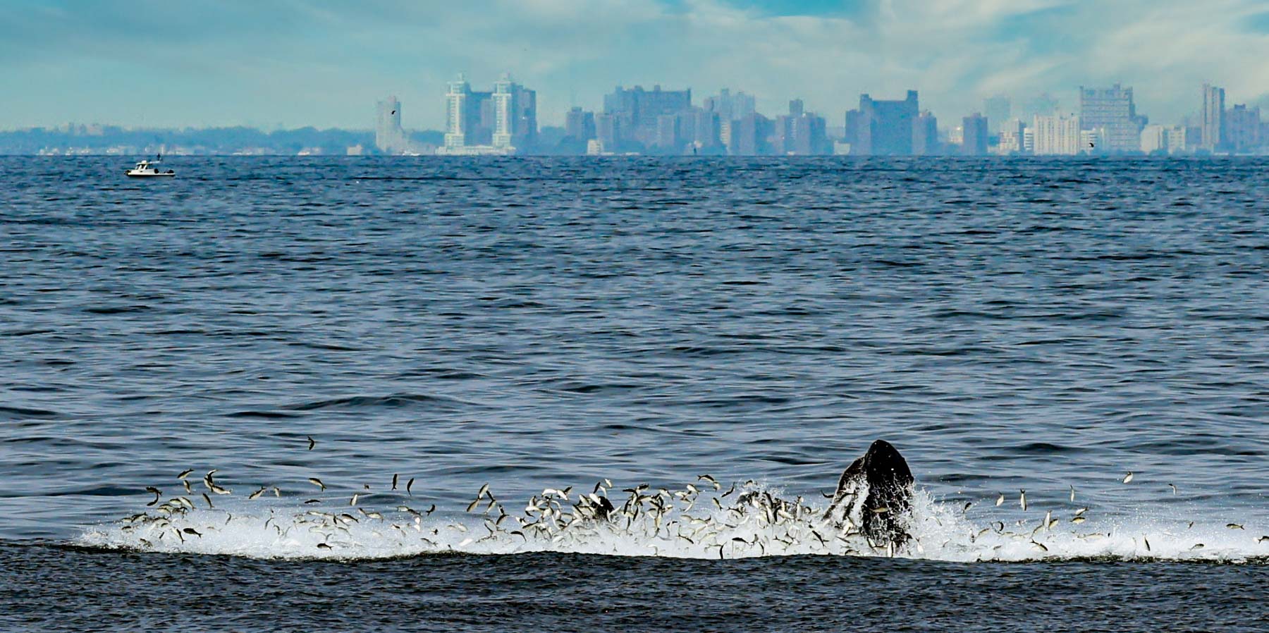 whale whale in new jersey summer 2022