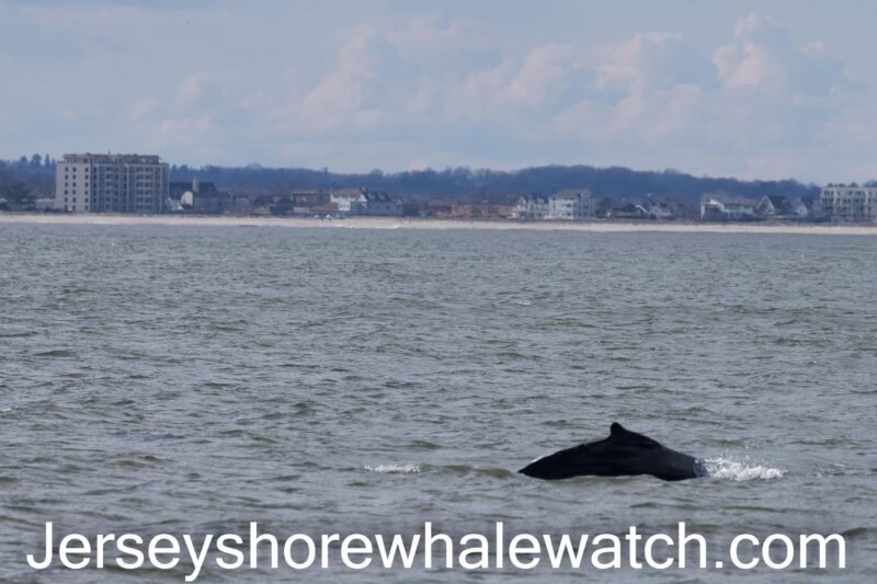 Opening Day whale watching Success photos Bill McKim’s Jersey Shore Whale Watch Tour 2024 Season