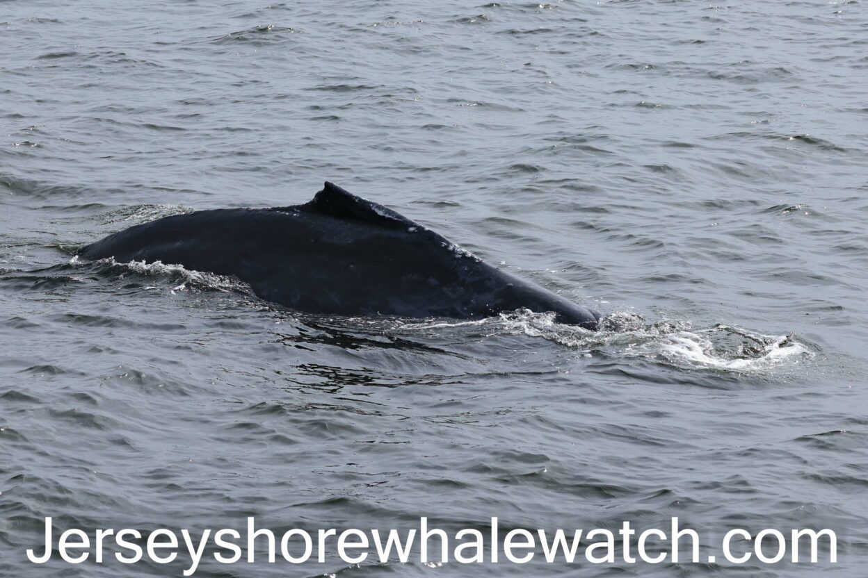 sunday-whales-and-a-thrasher-shark-bill-mckim-s-jersey-shore-whale