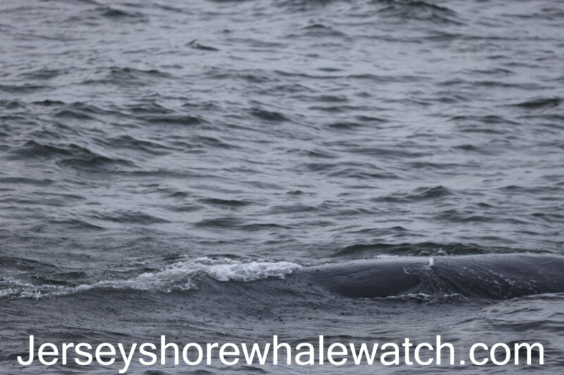 , Saturday afternoon whale watching report, Jersey Shore Whale Watch Tour 2022 Season