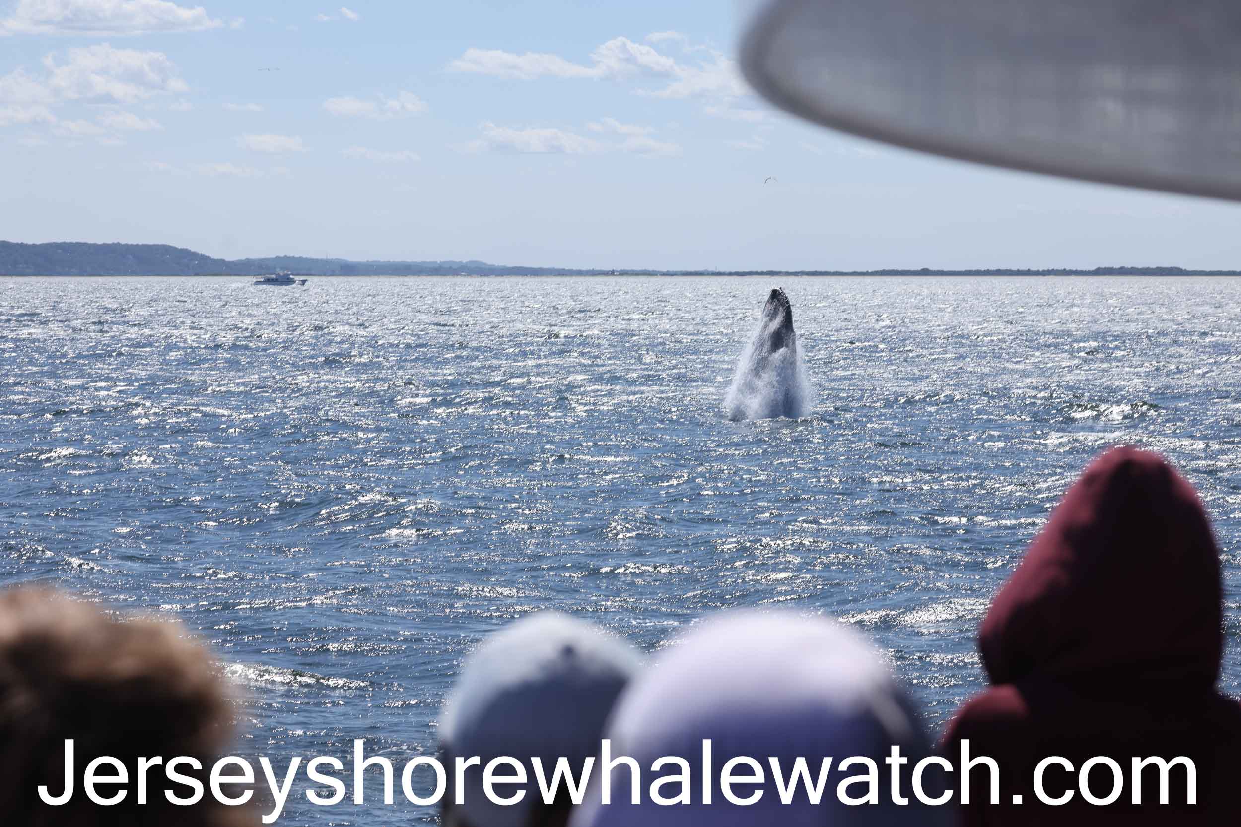 work-with-us-employment-jersey-shore-whale-watch-tour-2023-season