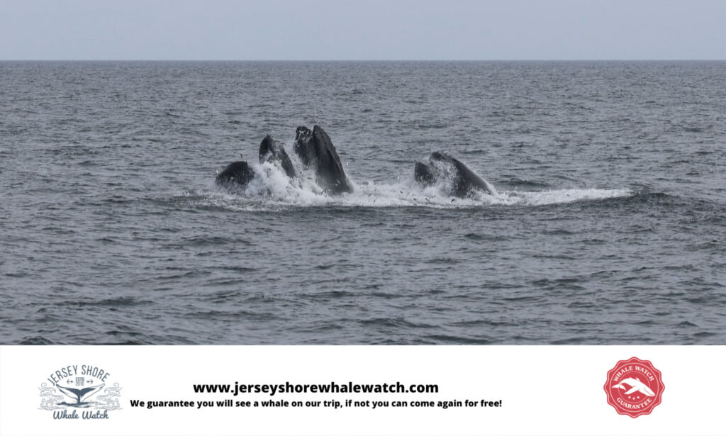 Saturday , a trip like no other! 4 whales and wow more - Bill