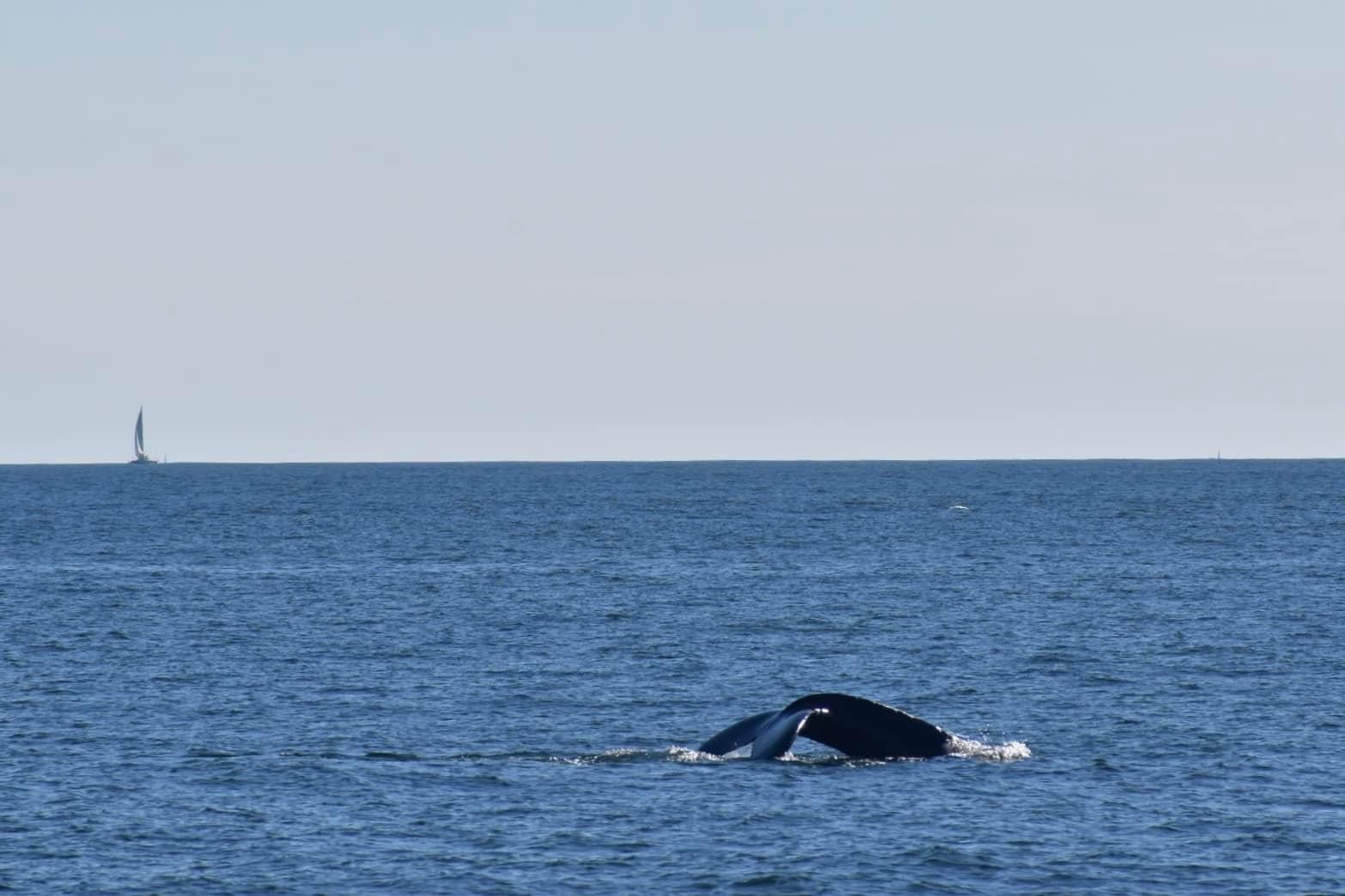 whale watching tour october