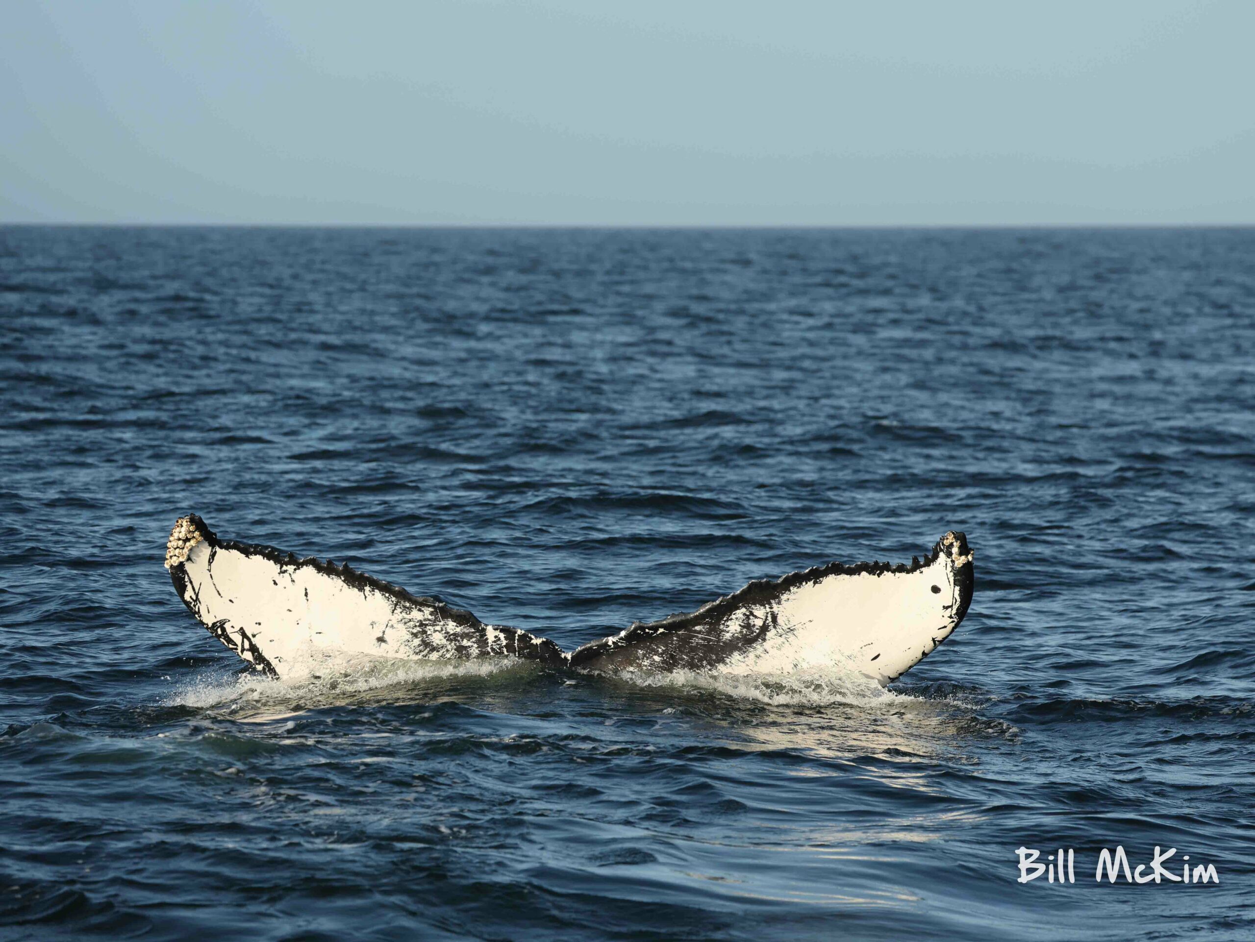 Dolphins off shore quick 4 hour trip March 2022 - Bill McKim's Jersey Shore  Whale Watch Tour 2023 Season