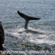 As a proud member of Whale SENSE, we are committed to responsible whale watching practices. All photos were taken in compliance with established guidelines and regulations.We are the only educational whale watching tour narrative by working scientist in the area of whale research in New Jersey.Any questions call us at 732.592.6400 We love taking schools,camps and group tours at times that can fit your schedule.We are a full time whale watching company. Jersey Shore Whale Watch since 2016 showing you the oceans beauty. - Bill McKim Belmar NJ