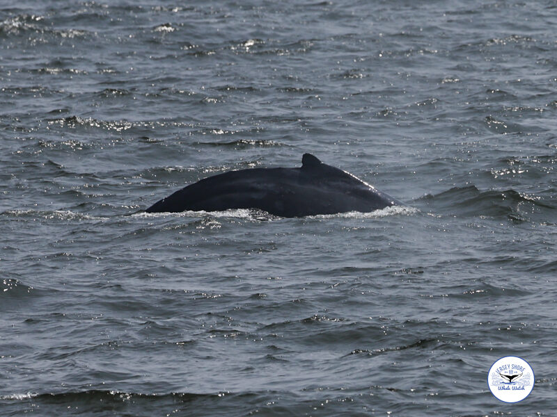 Another Record Year - Dolphins Sightings — Jersey Seafaris