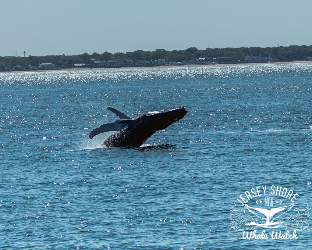 Best Whale Watching tour in New Jersey. Jersey Shore Whale Watch voted number one.
