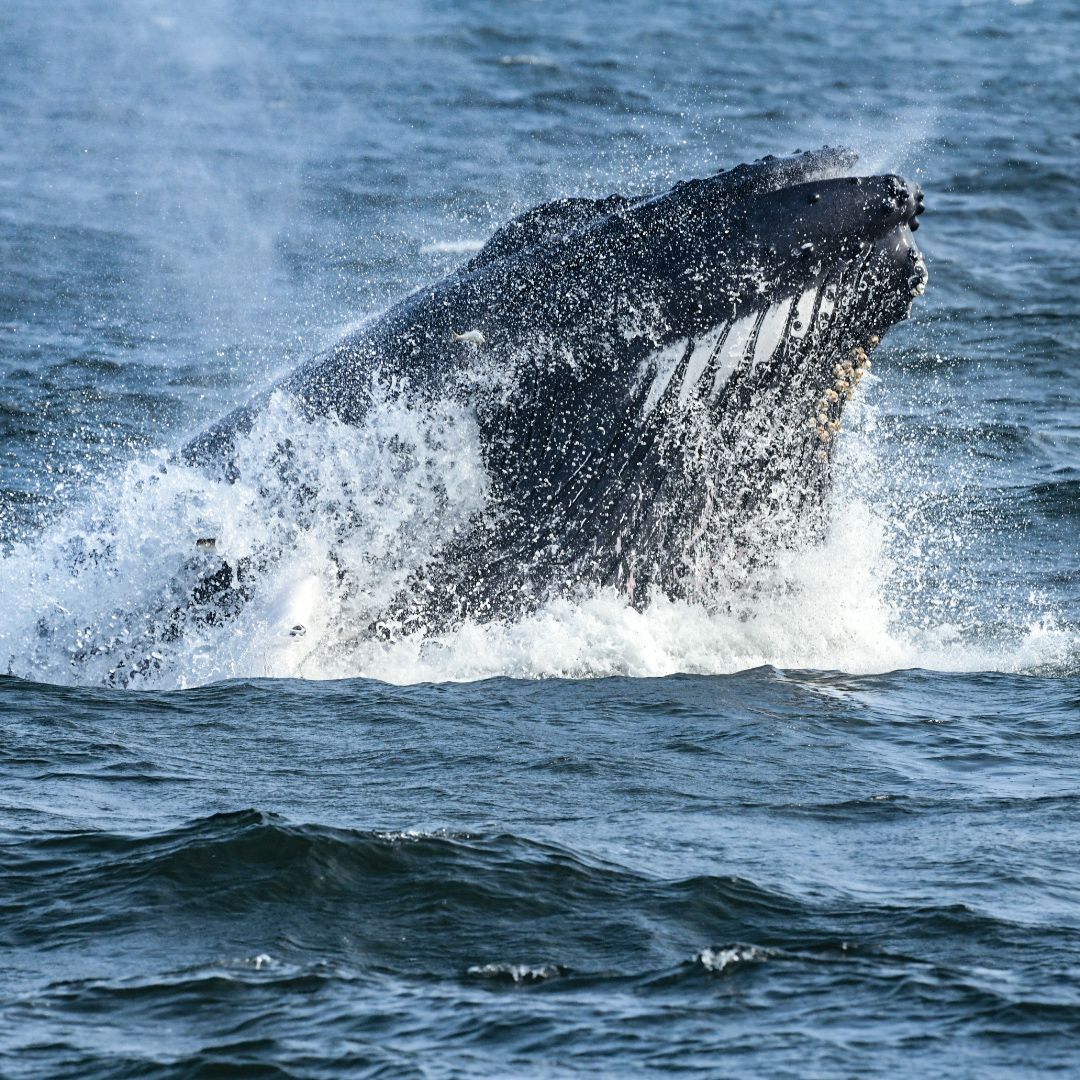 , Friday trip how many breaches?, Bill McKim’s Jersey Shore Whale Watch Tour