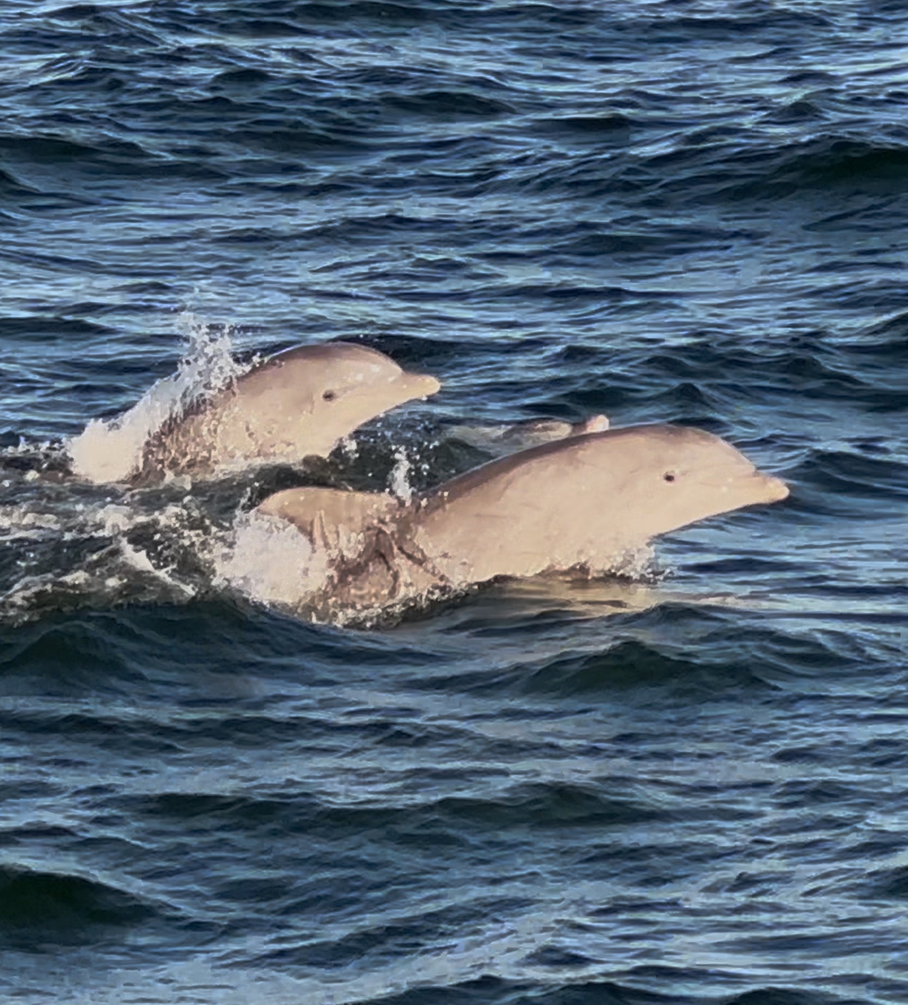 Well, watching trip report Friday, October 25, Belmar New Jersey Bill McKim’s Jersey Shore