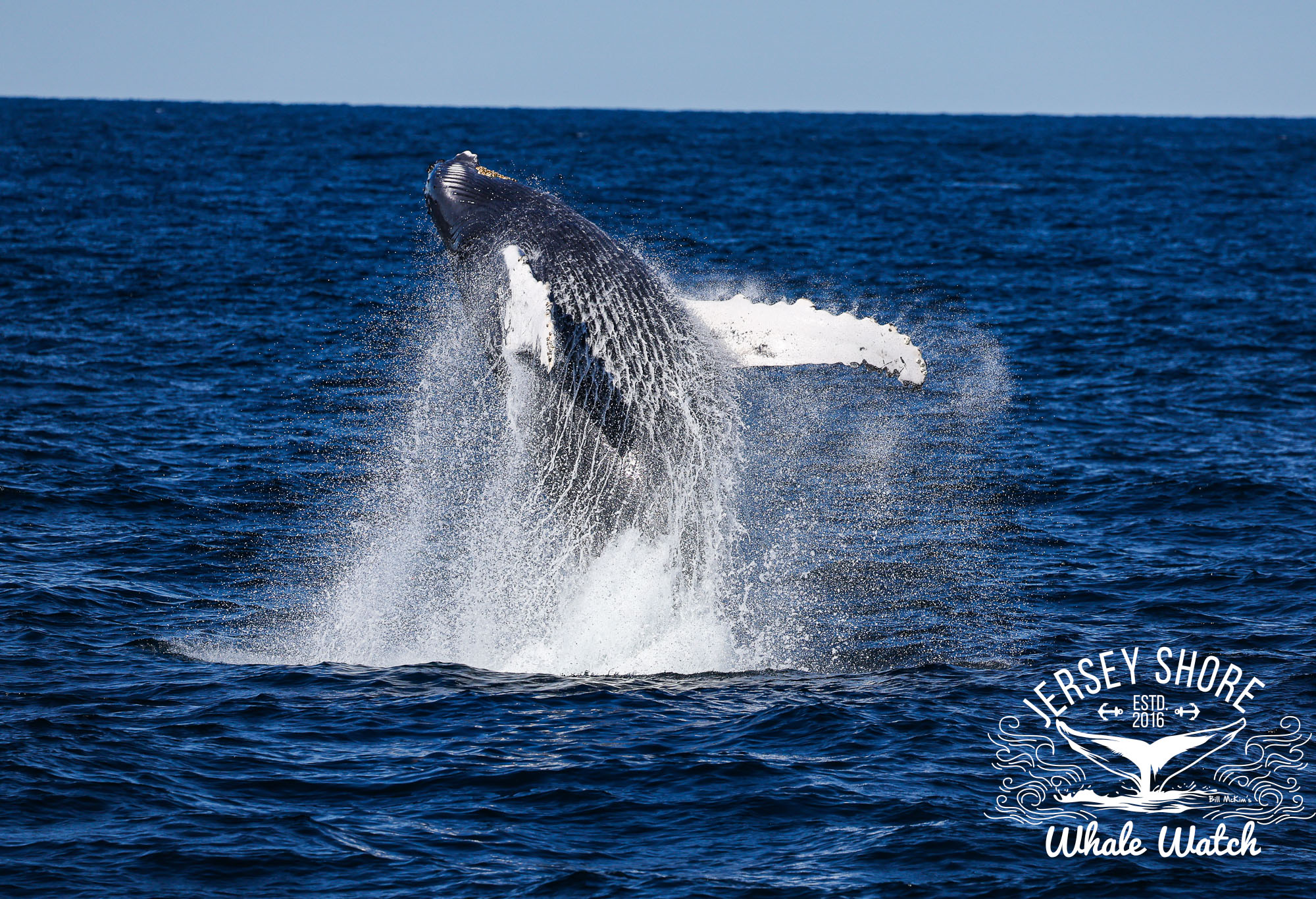 whale watching belmar nj groupon Bill McKim’s Jersey Shore Whale