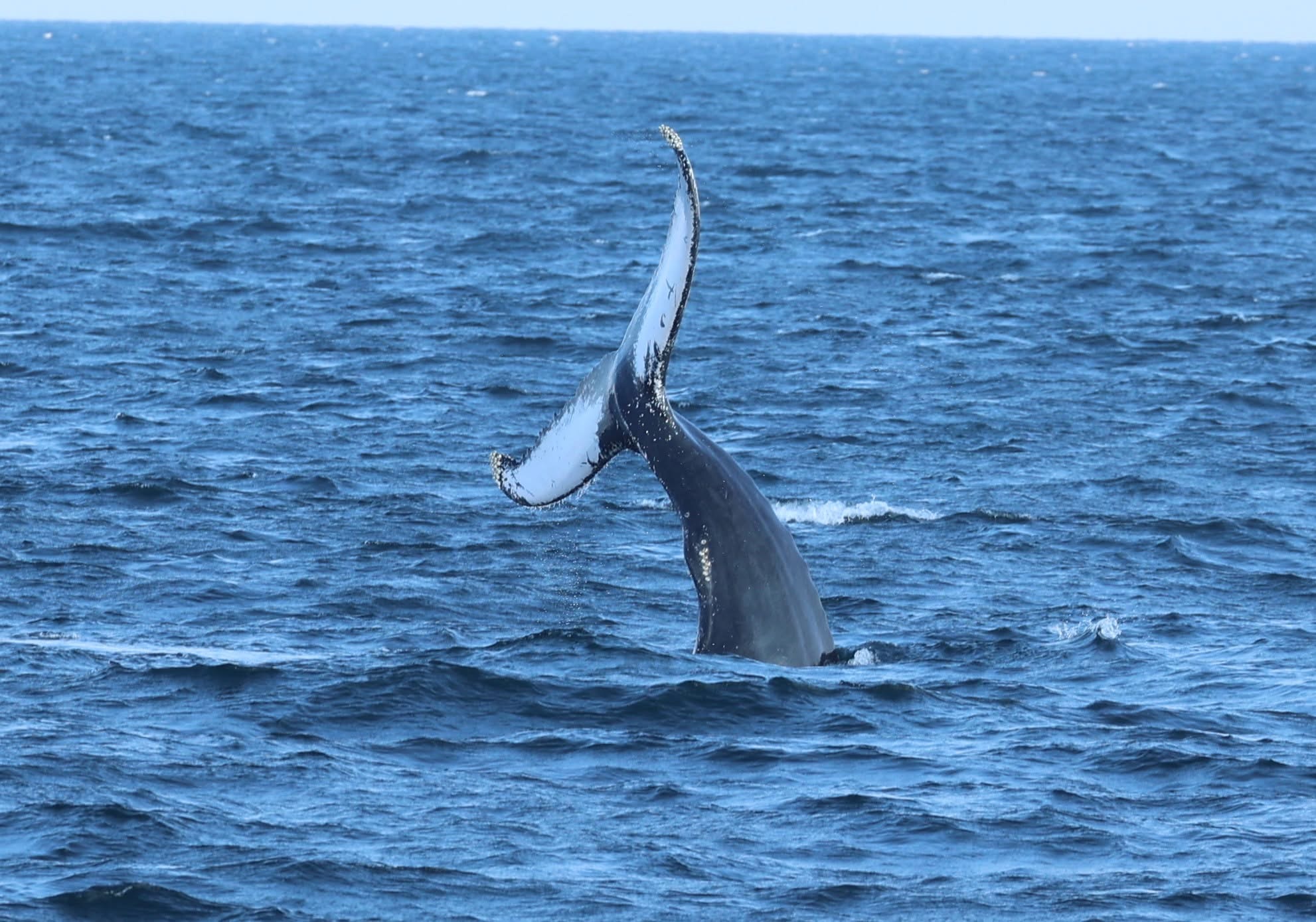 , Friday trip how many breaches?, Bill McKim’s Jersey Shore Whale Watch Tour