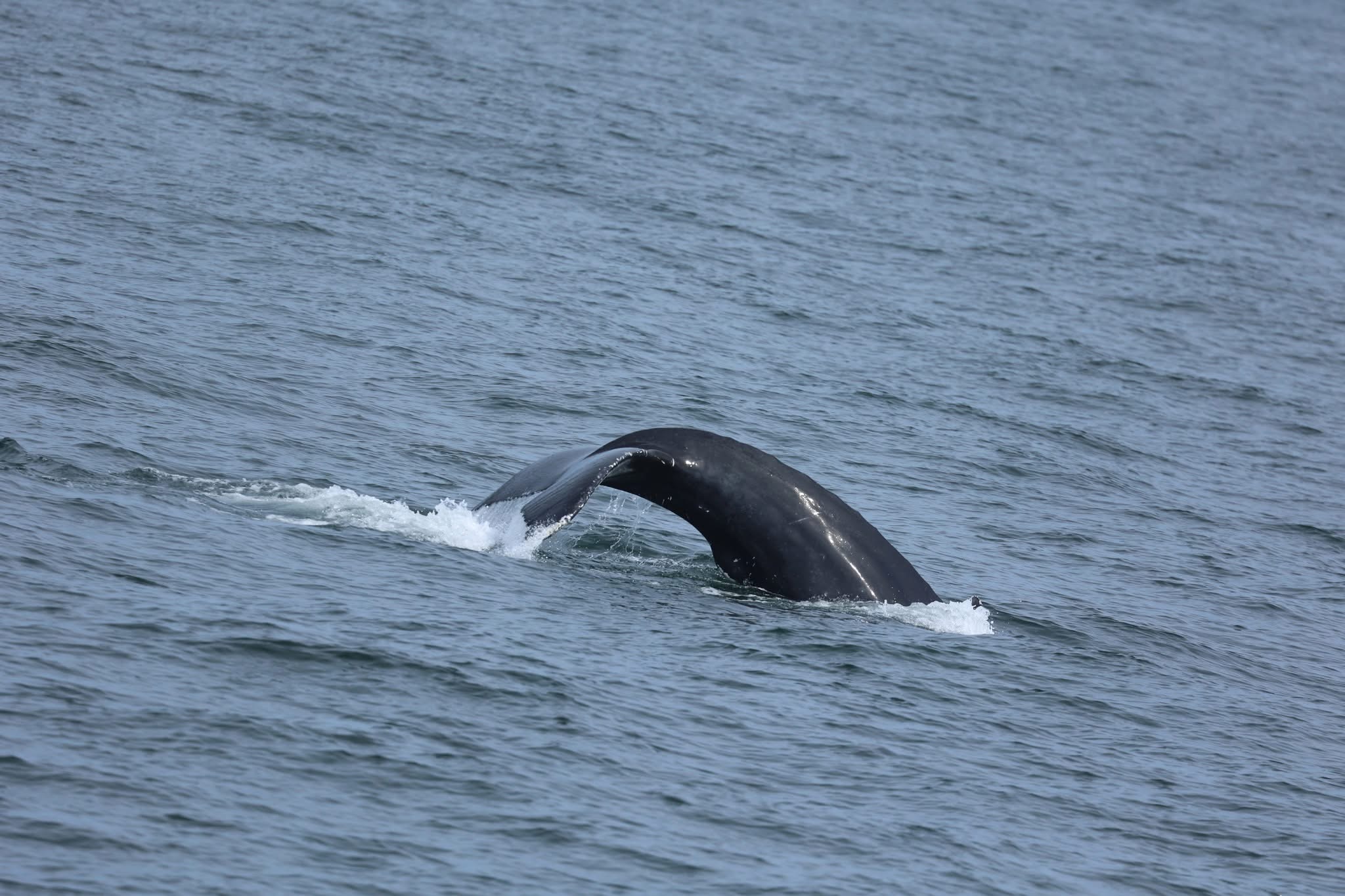 , Friday trip how many breaches?, Bill McKim’s Jersey Shore Whale Watch Tour