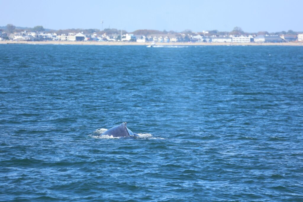 whale watching trip reports 2024 Belmar NJ, The Jersey Shore Whale Watch Trip Reports 2025 Season, Bill McKim&rsquo;s Jersey Shore Whale Watch Tour 