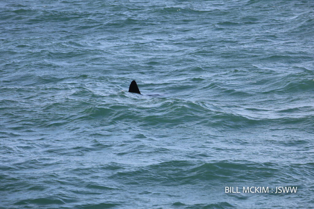 whale watching trip reports 2024 Belmar NJ, The Jersey Shore Whale Watch Trip Reports 2025 Season, Bill McKim&rsquo;s Jersey Shore Whale Watch Tour 