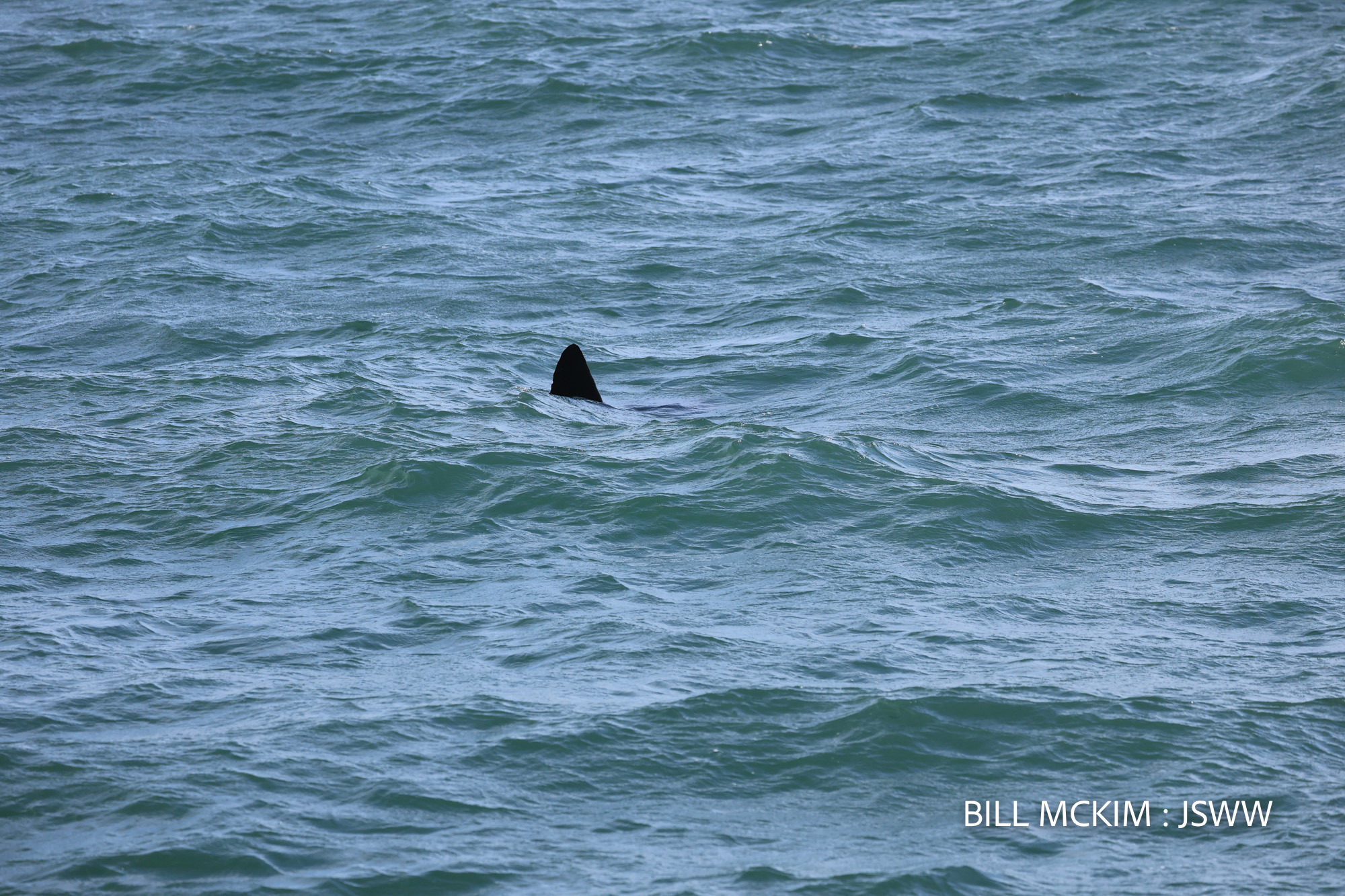 , Friday trip how many breaches?, Bill McKim’s Jersey Shore Whale Watch Tour