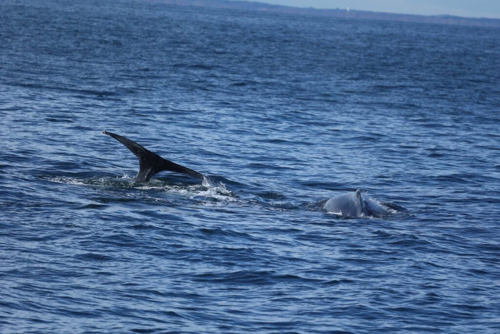 whale watching trip reports 2024 Belmar NJ, The Jersey Shore Whale Watch Trip Reports 2025 Season, Bill McKim&rsquo;s Jersey Shore Whale Watch Tour 