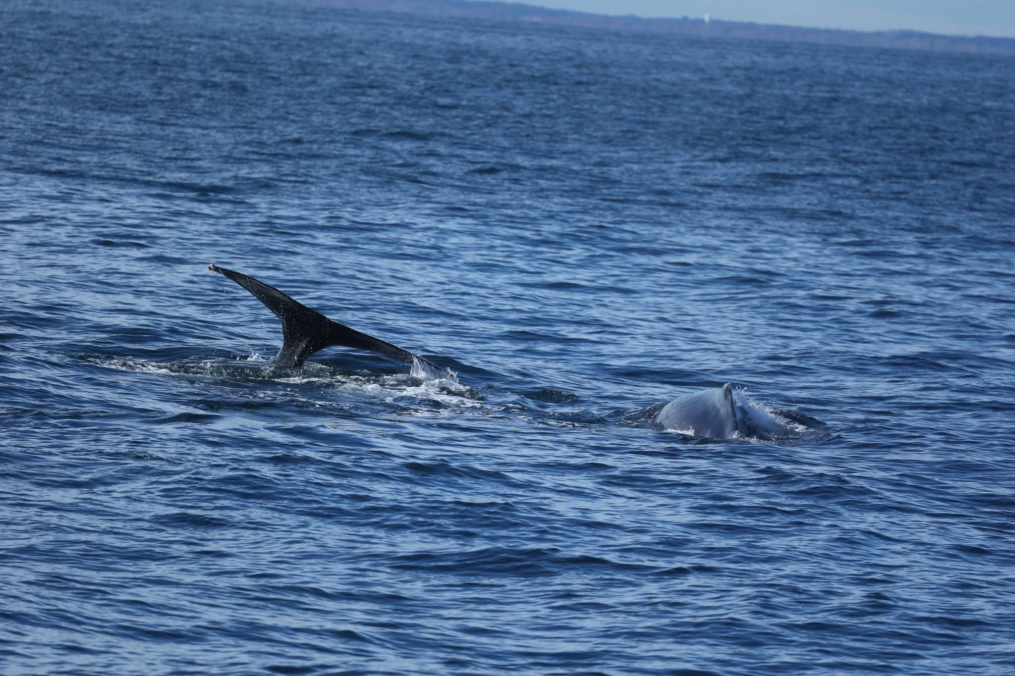 , Friday trip how many breaches?, Bill McKim’s Jersey Shore Whale Watch Tour