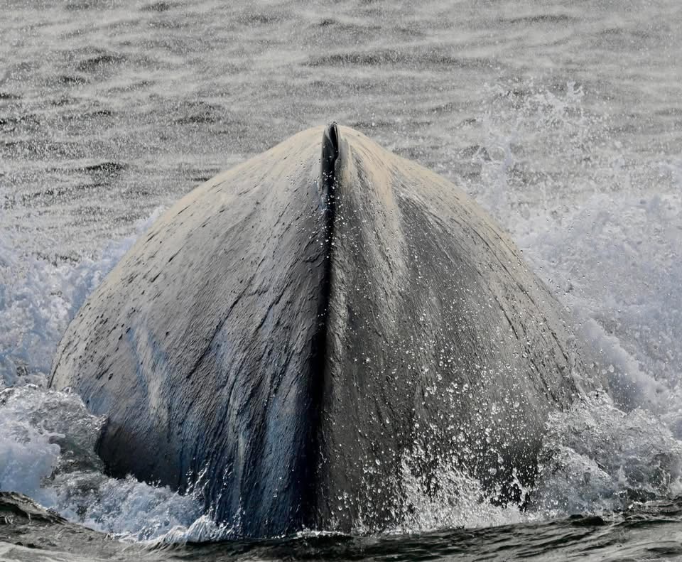 whale watching trip reports 2024 Belmar NJ, The Jersey Shore Whale Watch Trip Reports 2025 Season, Bill McKim&rsquo;s Jersey Shore Whale Watch Tour 