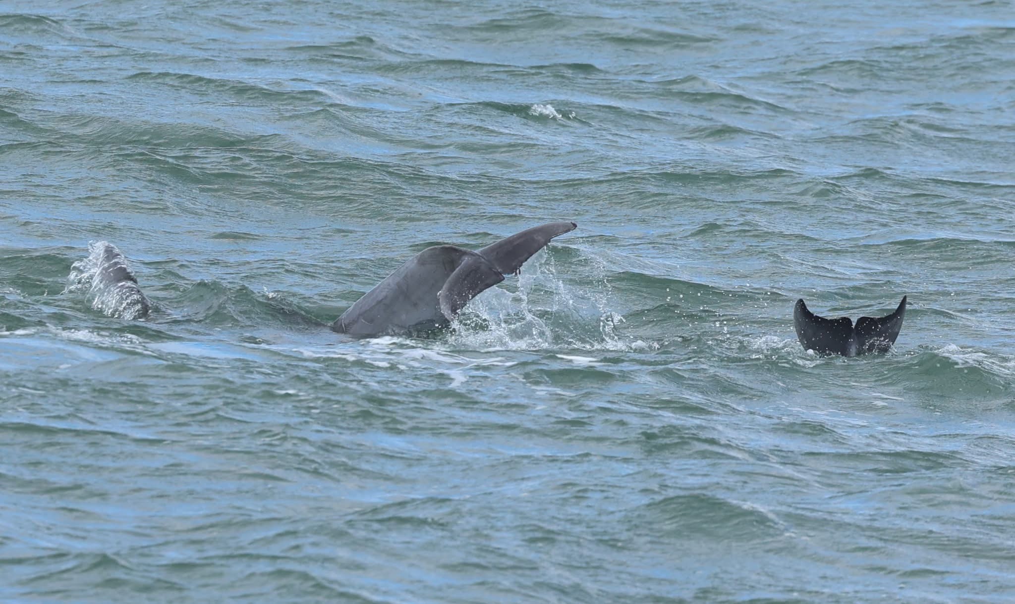 , Friday trip how many breaches?, Bill McKim’s Jersey Shore Whale Watch Tour