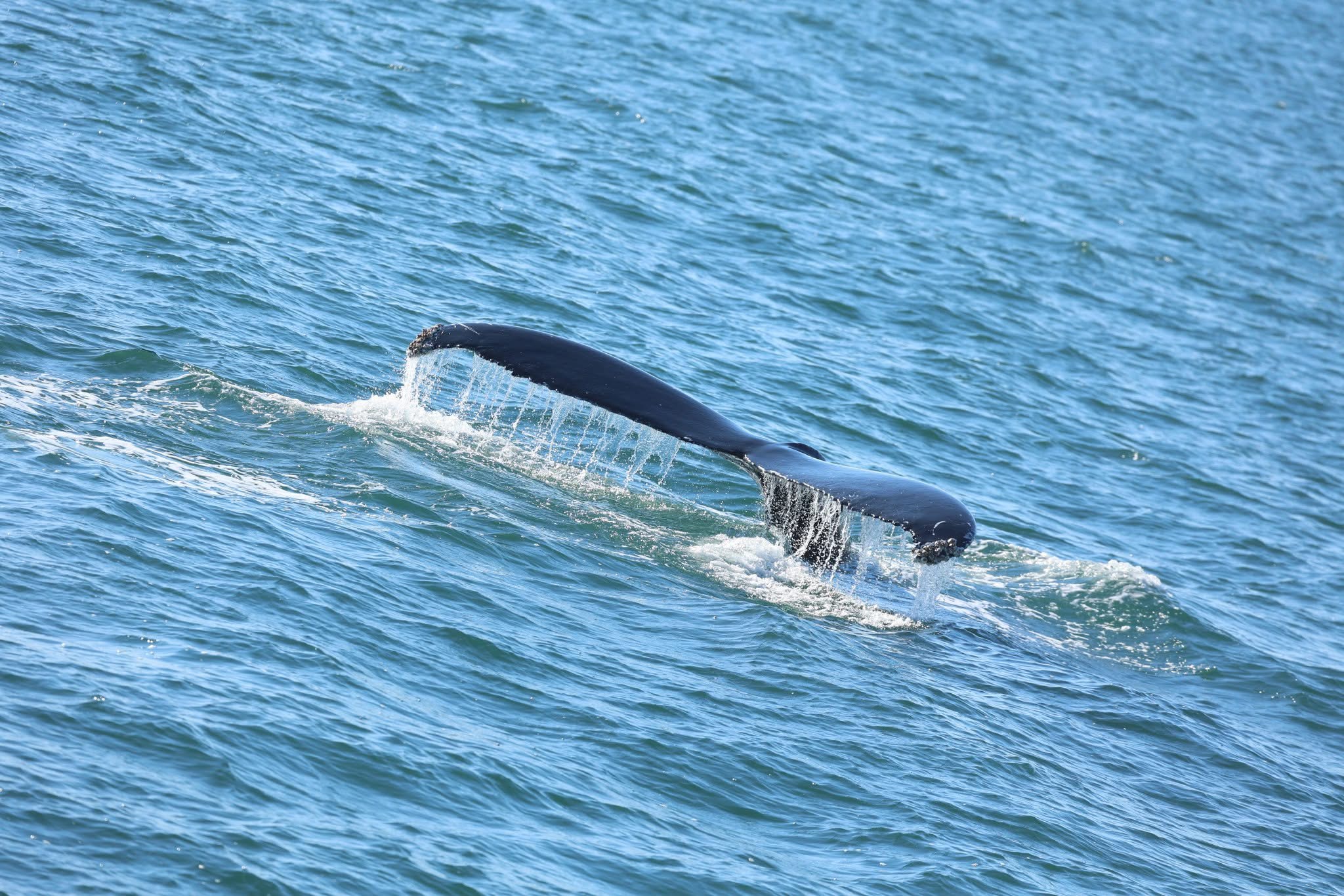 , Whale Watching Report — Sunday, November 2, 2025, Bill McKim’s Jersey Shore Whale Watch Tour