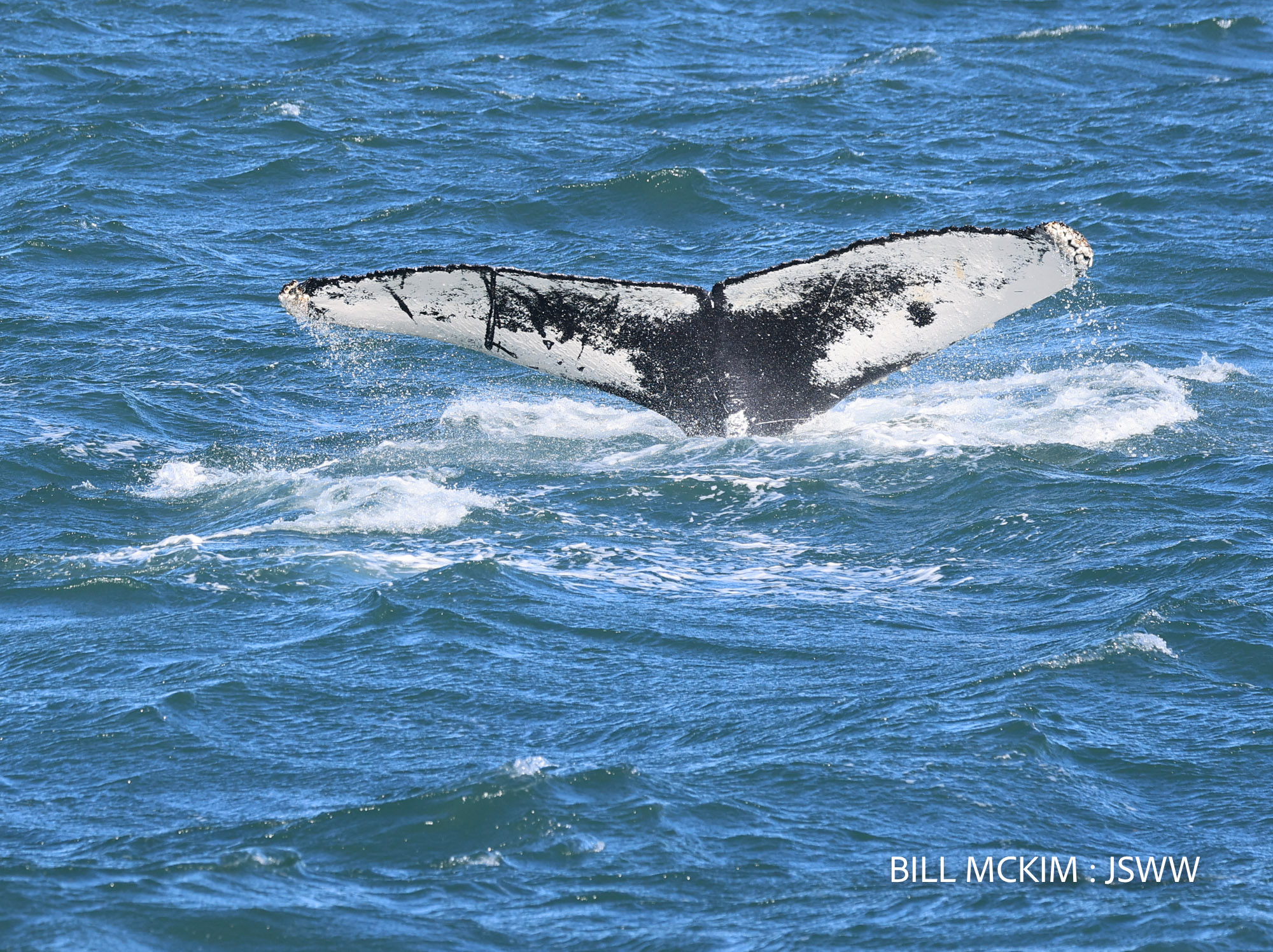 whale watching trip reports 2024 Belmar NJ, The Jersey Shore Whale Watch Trip Reports 2025 Season, Bill McKim&rsquo;s Jersey Shore Whale Watch Tour 