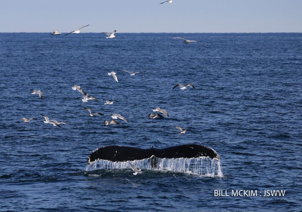 whale watching trip reports 2024 Belmar NJ, The Jersey Shore Whale Watch Trip Reports 2025 Season, Bill McKim&rsquo;s Jersey Shore Whale Watch Tour 