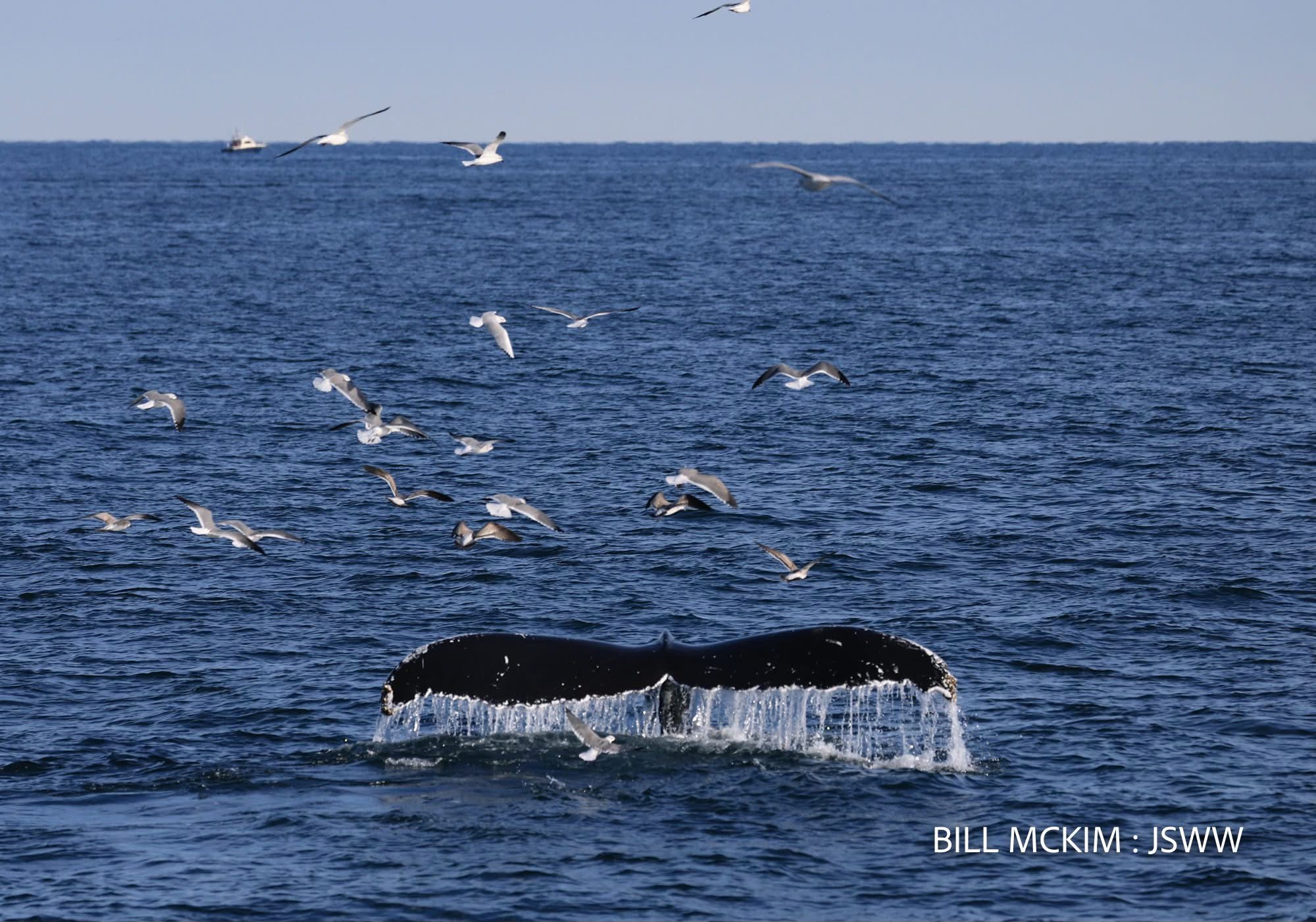 whale watching trip reports 2024 Belmar NJ, The Jersey Shore Whale Watch Trip Reports 2025 Season, Bill McKim&rsquo;s Jersey Shore Whale Watch Tour 